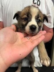 Shelter Stray Male Dog last seen Bexar County, New Braunfels, TX 78130