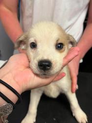 Shelter Stray Male Dog last seen Bexar County, New Braunfels, TX 78130