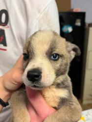 Shelter Stray Female Dog last seen Bexar County, New Braunfels, TX 78130