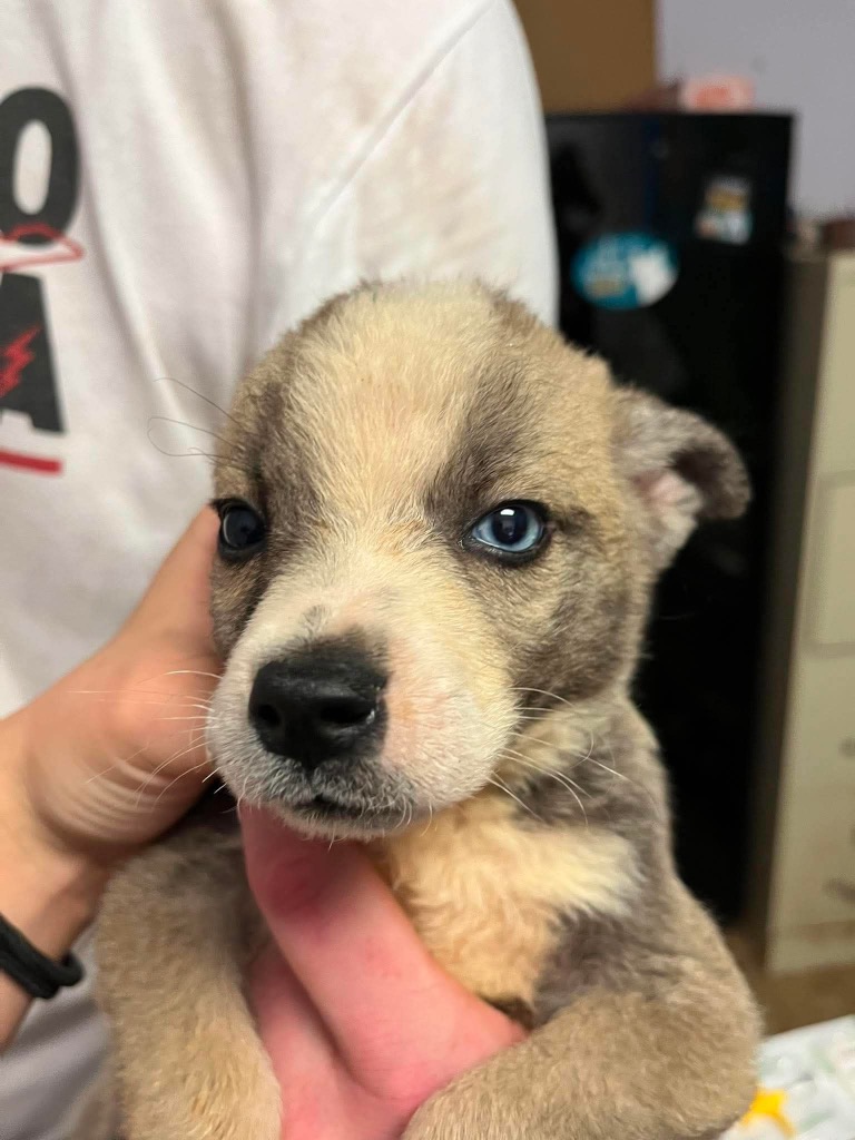 Shelter Stray Female Dog last seen Bexar County, New Braunfels, TX 78130