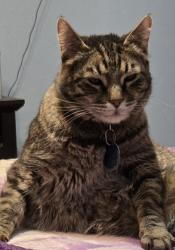 Lost Male Cat last seen Gypsum Lane & Brunner Blvd, Johnstown, CO 80534