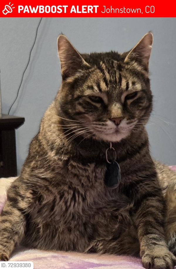 Lost Male Cat last seen Gypsum Lane & Brunner Blvd, Johnstown, CO 80534
