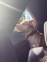 Reunited Male Dog last seen Hopkins , San Diego, CA 92139