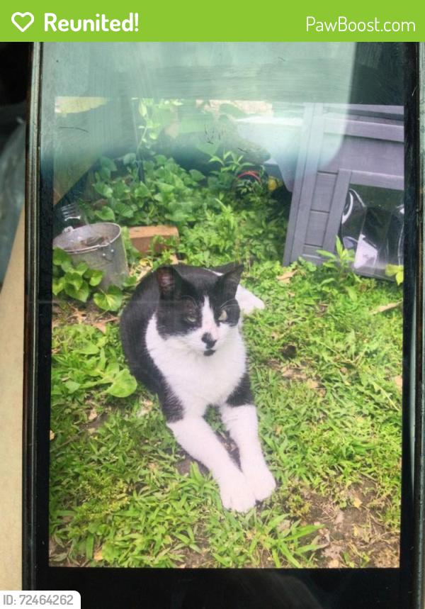 Reunited Male Cat last seen Richardson Road, about half way down from 7-11, Arnold, MO 63010