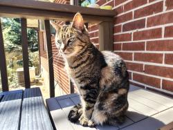Lost Female Cat last seen Plaster/Buford Hwy, Atlanta, GA 30345