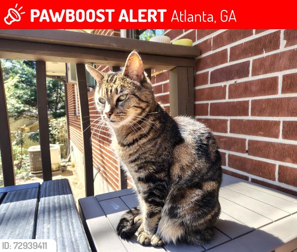 Lost Female Cat last seen Plaster/Buford Hwy, Atlanta, GA 30345