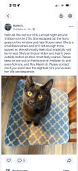 Lost Female Cat last seen Feildstobe dr, Al lease park, Kent, OH 44240