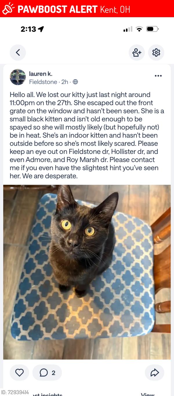 Lost Female Cat last seen Feildstobe dr, Al lease park, Kent, OH 44240