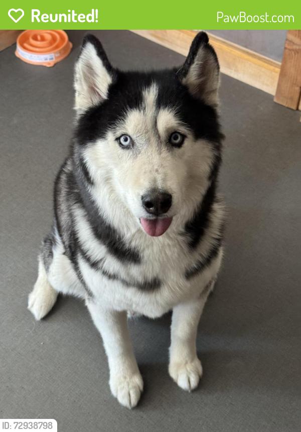Reunited Male Dog last seen Jefferson St NE and Summer Ave NE, Albuquerque, NM 87110