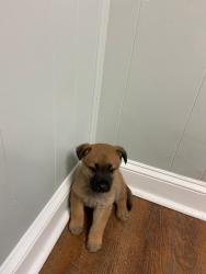 Lost Male Dog last seen Ridge Road and Ángel Fire, Seagrove, NC 27341