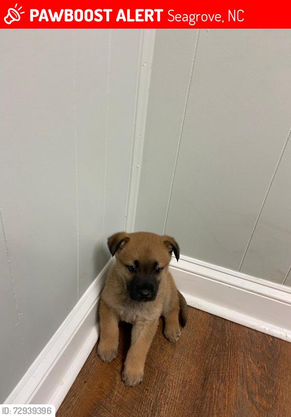 Lost Male Dog last seen Ridge Road and Ángel Fire, Seagrove, NC 27341
