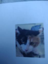 Lost Female Cat last seen Swannanoa Avenue is off of Haywood Road , Asheville, NC 28806