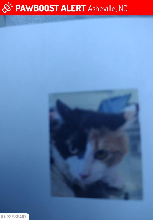 Lost Female Cat last seen Swannanoa Avenue is off of Haywood Road , Asheville, NC 28806