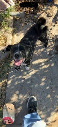 Found/Stray Male Dog last seen Neighborhood off Main & Washington , Las Vegas, NV 89101