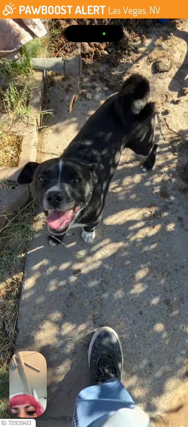 Found/Stray Male Dog last seen Neighborhood off Main & Washington , Las Vegas, NV 89101