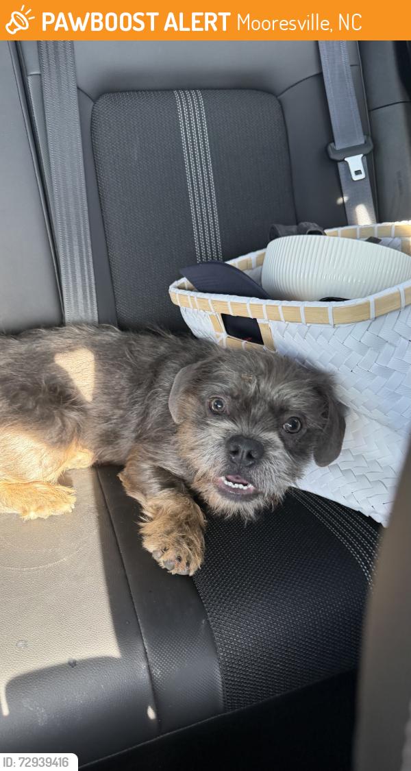 Surrendered Male Dog last seen Coddle Creek Highway, Mooresville, NC 28115