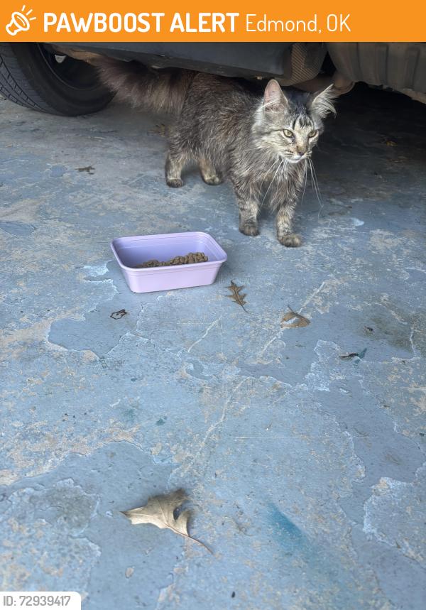 Found/Stray Unknown Cat last seen Cedarwood Dr - The Valley, Edmond, OK 73012
