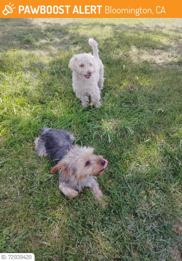 Found/Stray Male Dog last seen Spruce and Santa ana, Bloomington, CA 92316