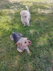 Found/Stray Male Dog last seen Spruce and Santa ana, Bloomington, CA 92316