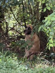Found/Stray Unknown Dog last seen Forest Creek apmts , Conroe, TX 77304