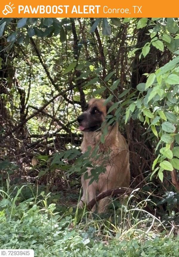 Found/Stray Unknown Dog last seen Forest Creek apmts , Conroe, TX 77304