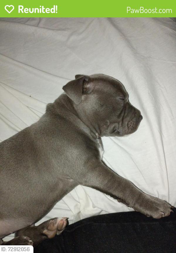 Reunited Male Dog last seen Forest and 6th st , Victorville, CA 92395