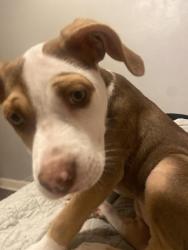 Reunited Female Dog last seen A school called keystone , Memphis, TN 38128