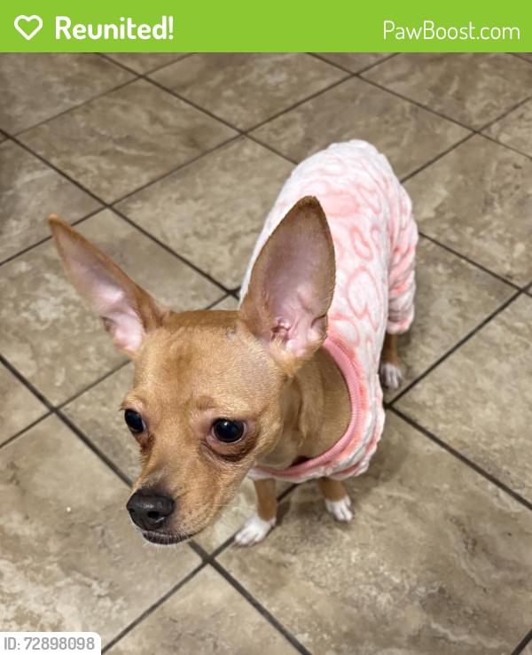 Reunited Female Dog last seen Grant and Tanque Verde, Tucson, AZ 85715