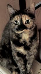 Lost Female Cat last seen Hawthorne Blvd, Rancho Palos Verdes, CA 90275