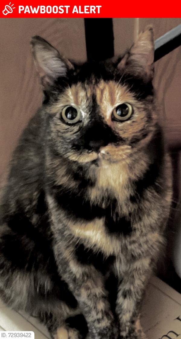 Lost Female Cat last seen Hawthorne Blvd, Rancho Palos Verdes, CA 90275