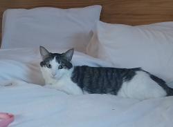 Lost Female Cat last seen Sun Retreats Texas Hill Country, New Braunfels, TX 78130