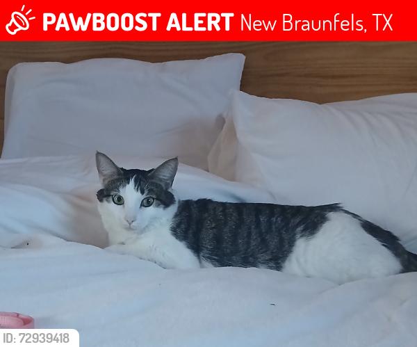 Lost Female Cat last seen Sun Retreats Texas Hill Country, New Braunfels, TX 78130