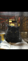 Found/Stray Unknown Cat last seen Near block of Rutger in Lafayette Square (close to Carol hse Quick Fix clinic), St. Louis, MO 63104