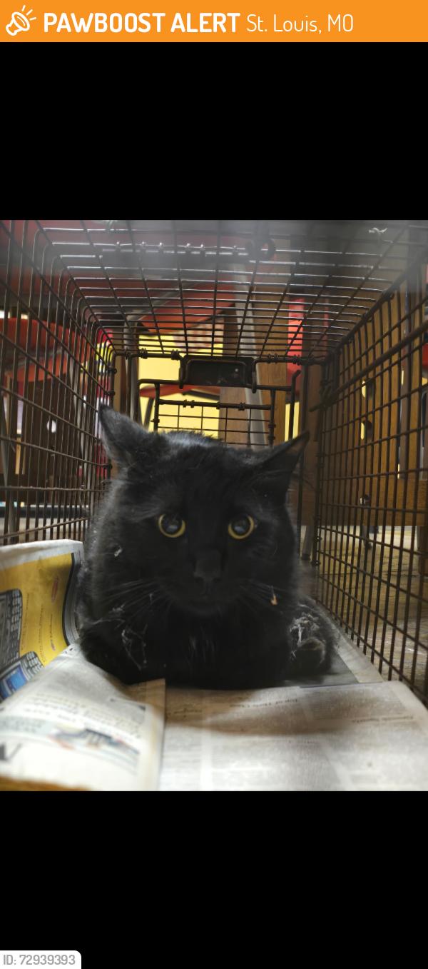 Found/Stray Unknown Cat last seen Near block of Rutger in Lafayette Square (close to Carol hse Quick Fix clinic), St. Louis, MO 63104
