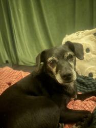 Lost Female Dog last seen John Allen rd, Person County, NC 27541