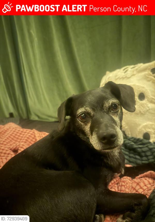 Lost Female Dog last seen John Allen rd, Person County, NC 27541