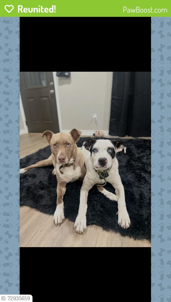Reunited Male Dog last seen Fannin middle school, Amarillo, TX 79103