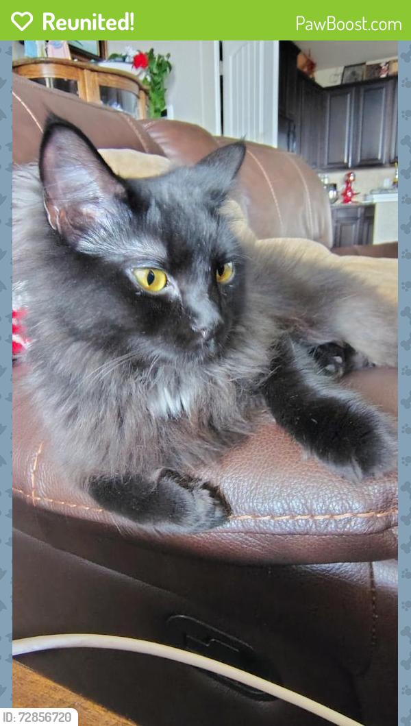 Reunited Female Cat last seen High Cloud Dr, New Braunfels, TX 78130