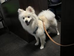 Reunited Male Dog last seen Ito Ct and Henson. Or Pastor Timothy street , San Diego, CA 92114