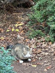 Reunited Male Cat last seen 23rd and Cleveland , Eugene, OR 97405