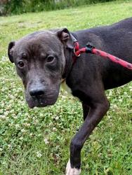 Shelter Stray Male Dog last seen Near BLOCK GREENTREE LANE #2, Watterson Park, KY 40218