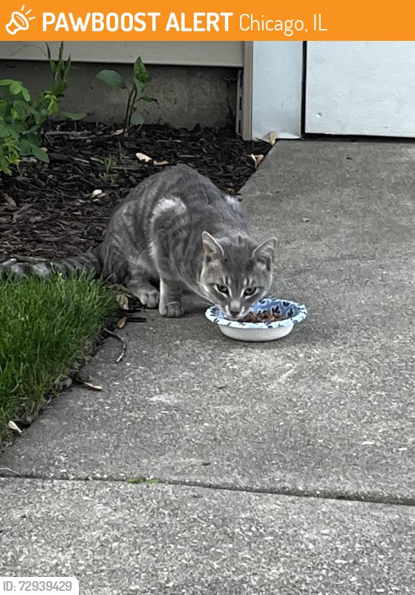Found/Stray Unknown Cat last seen Roscoe and knox ave, Chicago, IL 60641