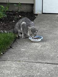 Found/Stray Unknown Cat last seen Roscoe and knox ave, Chicago, IL 60641