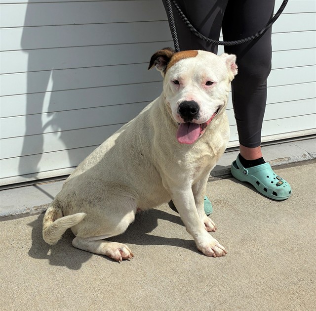 Shelter Stray Female Dog last seen Near BLOCK DEARBORN AVE, Watterson Park, KY 40218