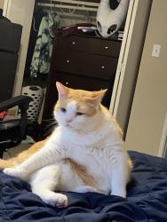 Lost Male Cat last seen Osage, Gardner, KS 66030