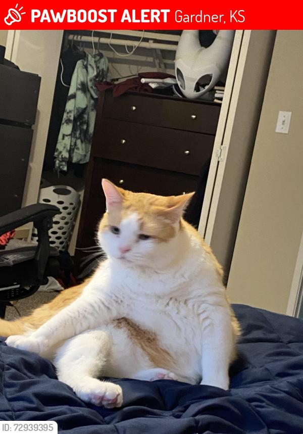 Lost Male Cat last seen Osage, Gardner, KS 66030