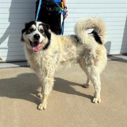 Shelter Stray Male Dog last seen Near BLOCK BLUE LICK ROAD, Watterson Park, KY 40218