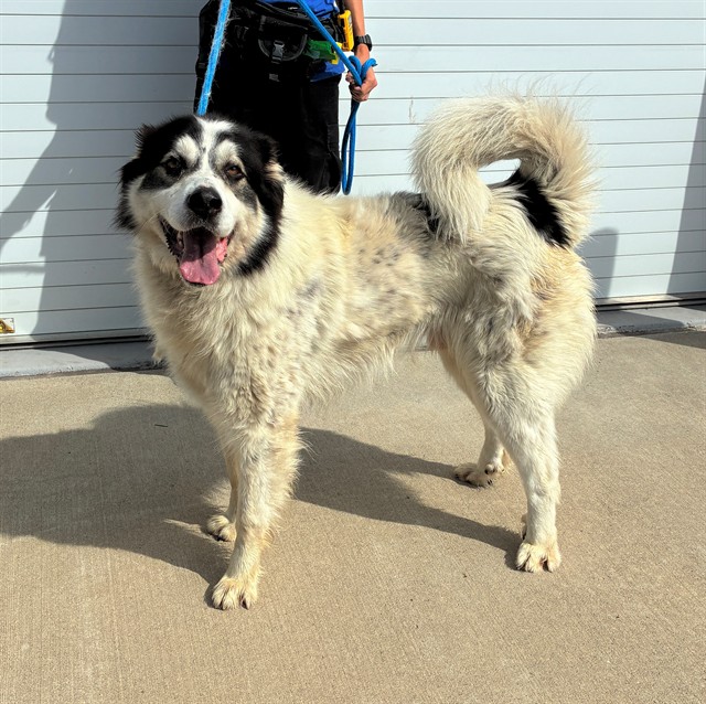 Shelter Stray Male Dog last seen Near BLOCK BLUE LICK ROAD, Watterson Park, KY 40218