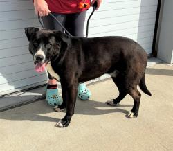 Shelter Stray Male Dog last seen Near BLOCK BLUE LICK ROAD, Watterson Park, KY 40218