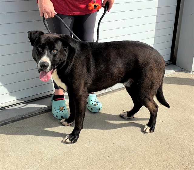 Shelter Stray Male Dog last seen Near BLOCK BLUE LICK ROAD, Watterson Park, KY 40218